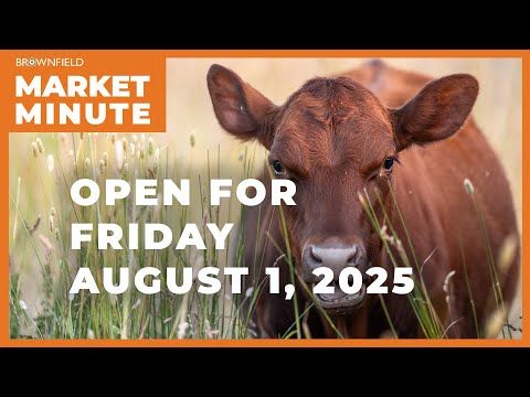 Cattle are higher Friday morning | Opening Market Minute cover art