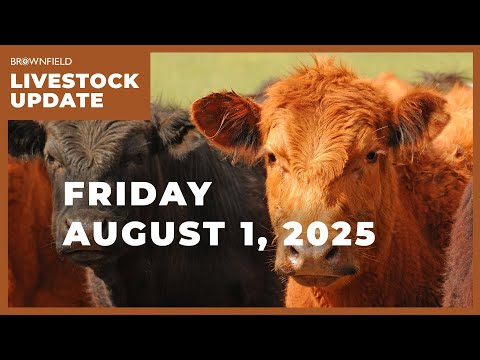 Live steer prices up $48 from a year ago | Weekly Livestock Market Update